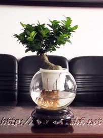 水培人生榕 - d类小型植物 - 重庆蓝盾园林工程有限公司